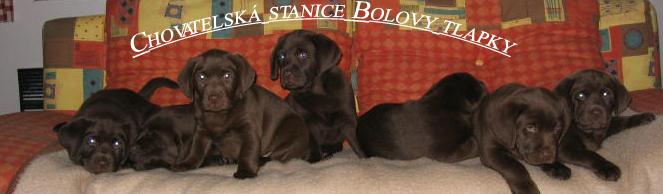 Bolovy tlapky